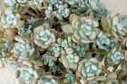 Noto, Sicily. Blue green succulents. Art Print